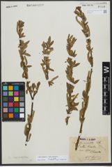 Foto von Salix triandra L. x Salix viminalis L.